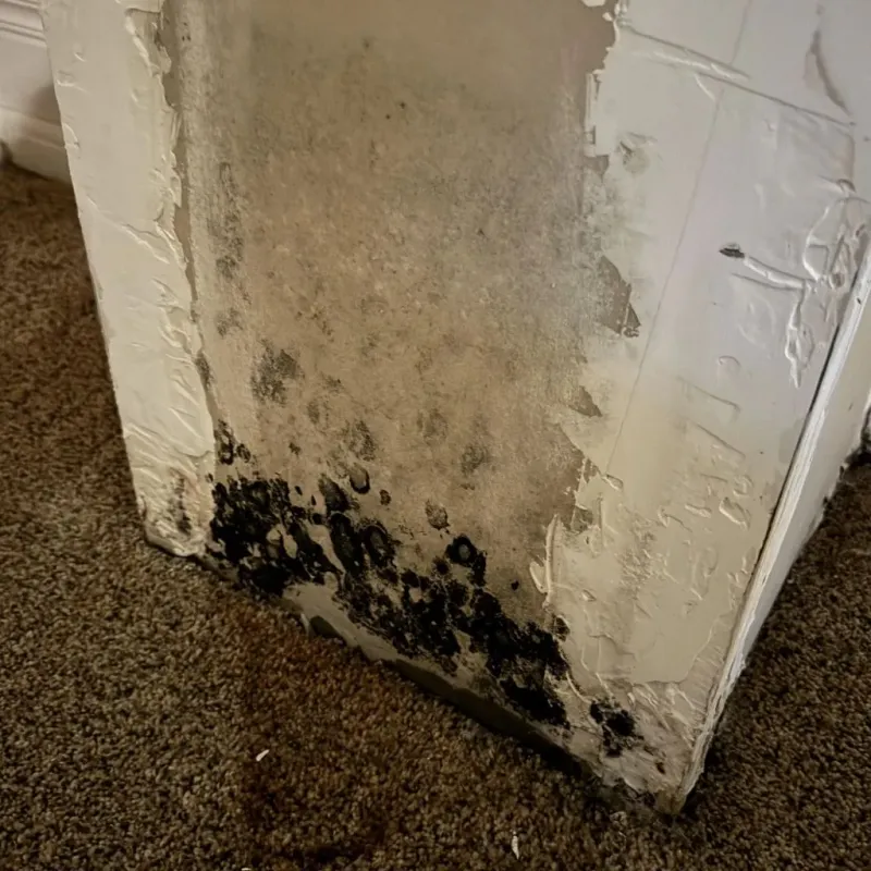 Professional Mold Removal in Park City, UT